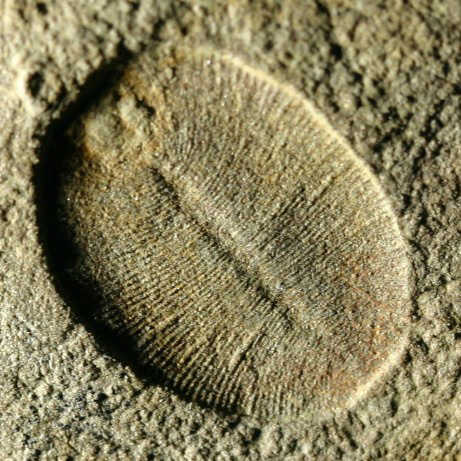 Le Dickinsonia est un des premiers organismes à corps mou
