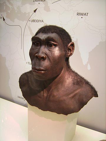 Homo erectus préhistoire