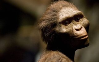 Australopitheque pendant la préhistoire