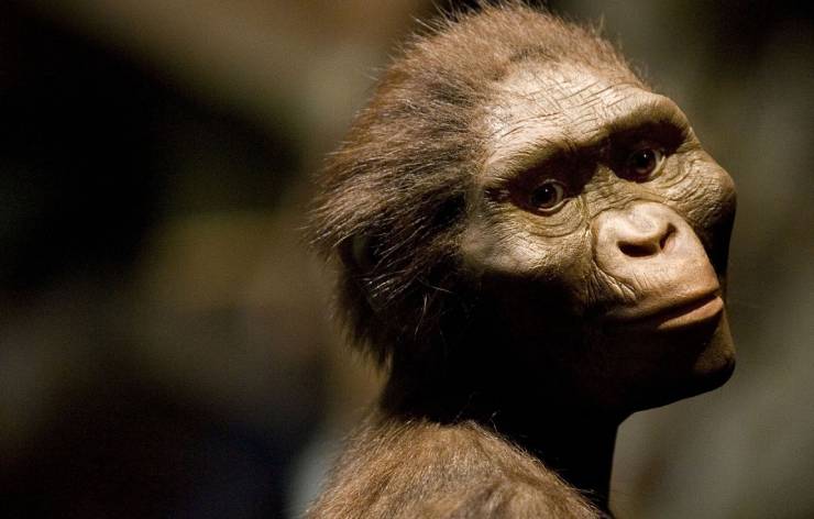 australopitheque-prehistoire